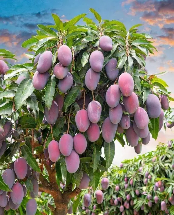 Hybrid_Gourmoti_Mango_🥭🥭🥭_Grafting_Fruit_Plant_(Pack_Of-1_)