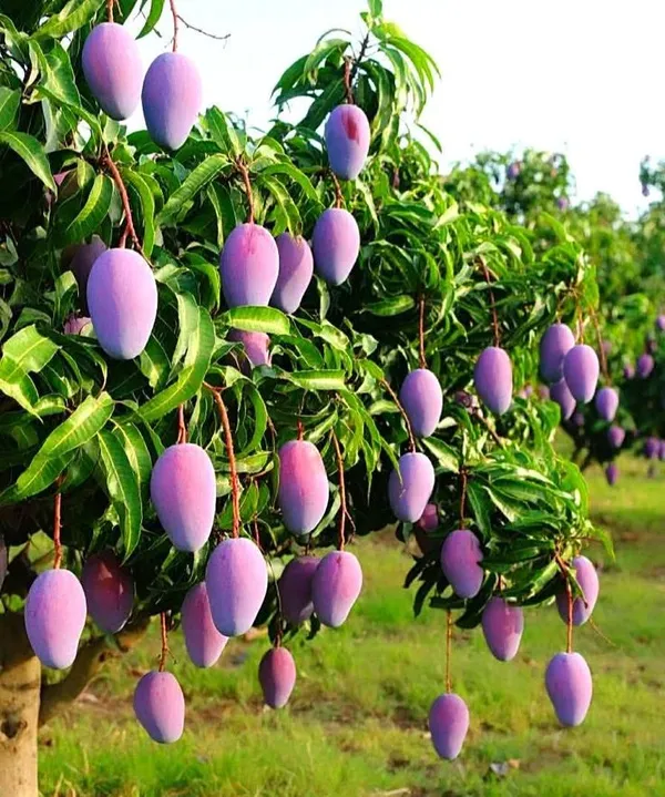 Hybrid_Gourmoti_Mango_🥭🥭🥭_Grafting_Fruit_Plant_(Pack_Of-1_)