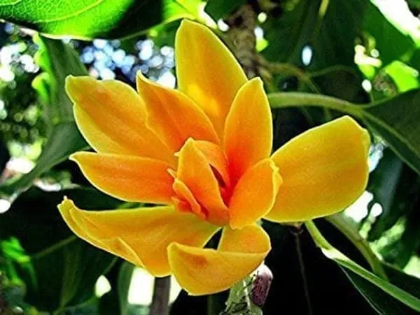 Hybrid_Golden_Champa_Grafting_Plant_(Pack_Of-1)