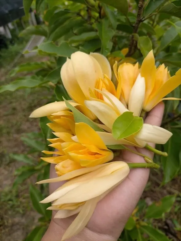 Hybrid_Golden_Champa_Grafting_Plant_(Pack_Of-1)