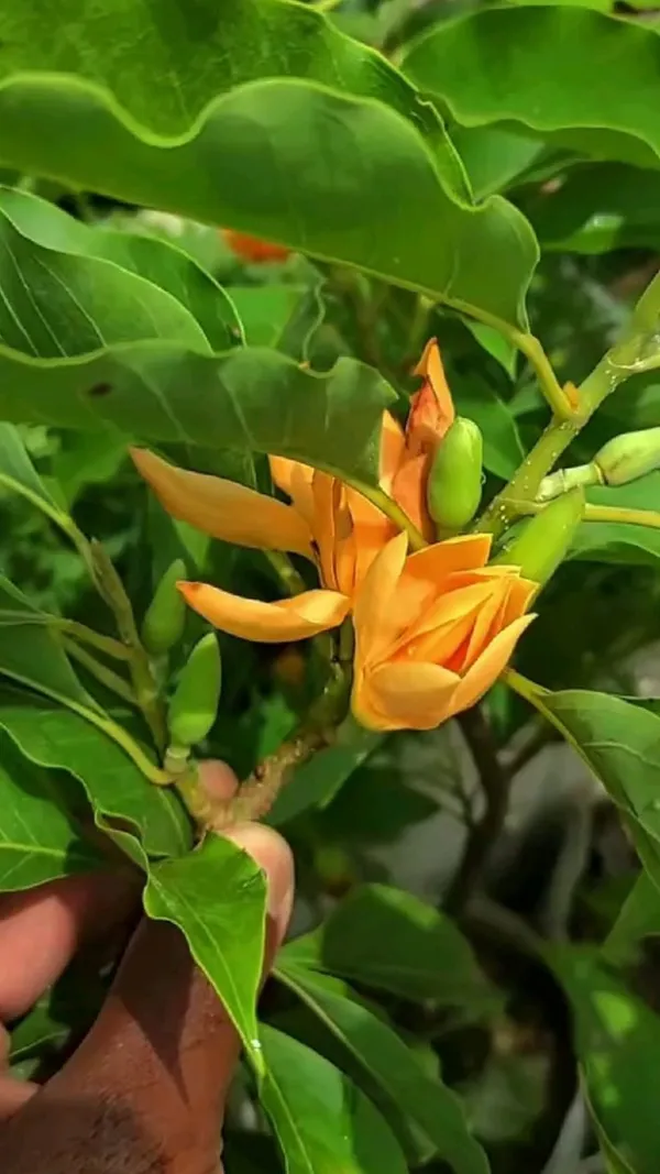 Hybrid_Golden_Champa_Grafting_Plant_(Pack_Of-1)