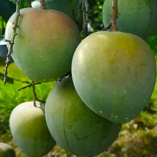 Bangladesh_Bari_4_Mango🥭🥭🥭_Grafting_Fruit_Plant_(1.5-3_Feet_Height_Pack_Of_1)