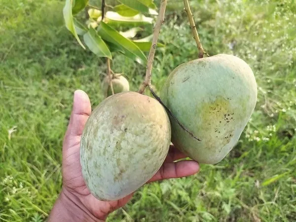 Bangladesh_Bari_4_Mango🥭🥭🥭_Grafting_Fruit_Plant_(1.5-3_Feet_Height_Pack_Of_1)