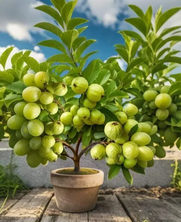 Ugaao_Bangladeshi_Hybrid_Guava_Live_Plant