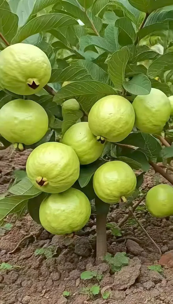 Ugaao_Bangladeshi_Hybrid_Guava_Live_Plant