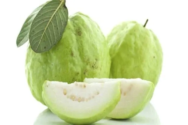 Ugaao_Bangladeshi_Hybrid_Guava_Live_Plant