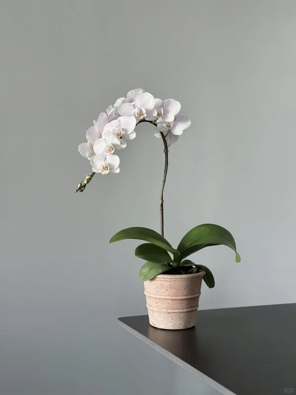 Beautiful_White_Dendrobium_Orchids_Live_Plant_(1.5-3_Hight/Pack_Of-1_)