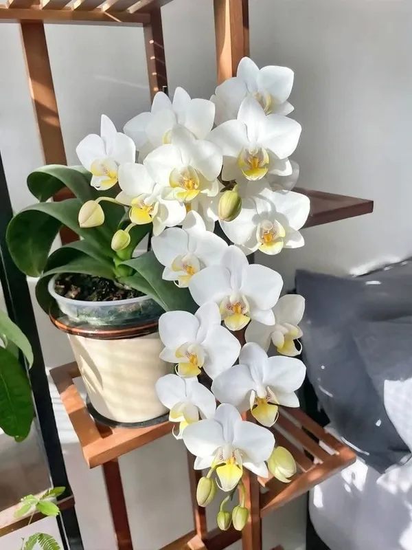 Beautiful_White_Dendrobium_Orchids_Live_Plant_(1.5-3_Hight/Pack_Of-1_)