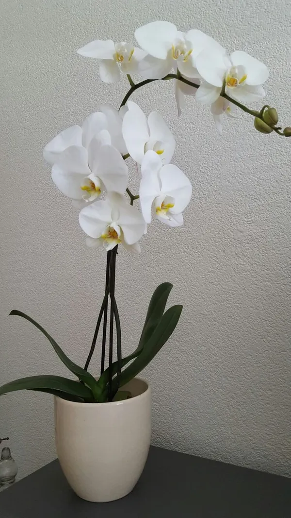 Beautiful_White_Dendrobium_Orchids_Live_Plant_(1.5-3_Hight/Pack_Of-1_)
