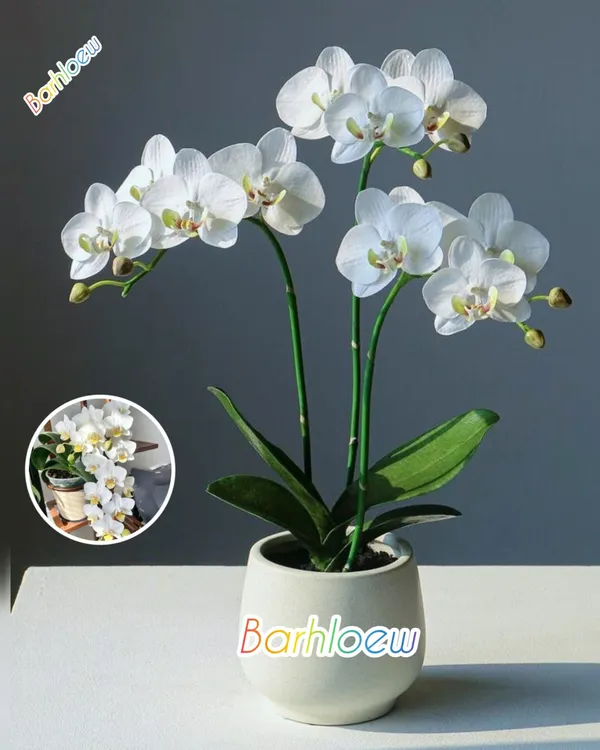 Beautiful_White_Dendrobium_Orchids_Live_Plant_(1.5-3_Hight/Pack_Of-1_)