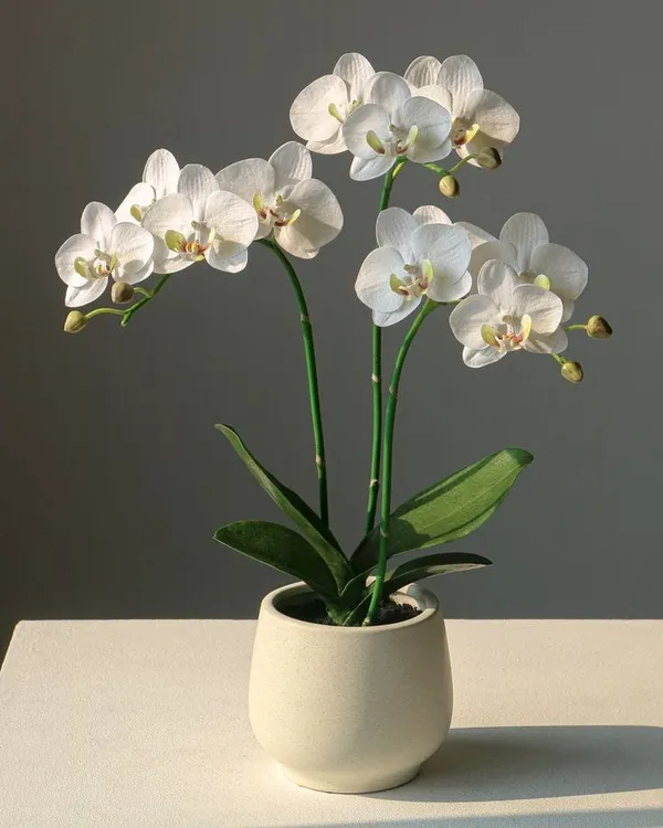Beautiful_White_Dendrobium_Orchids_Live_Plant_(1.5-3_Hight/Pack_Of-1_)