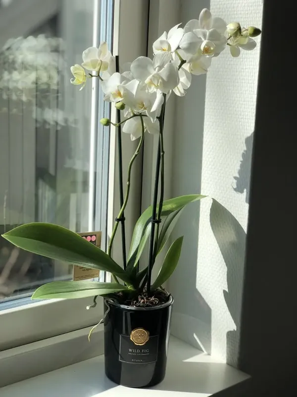 Beautiful_White_Dendrobium_Orchids_Live_Plant_(1.5-3_Hight/Pack_Of-1_)