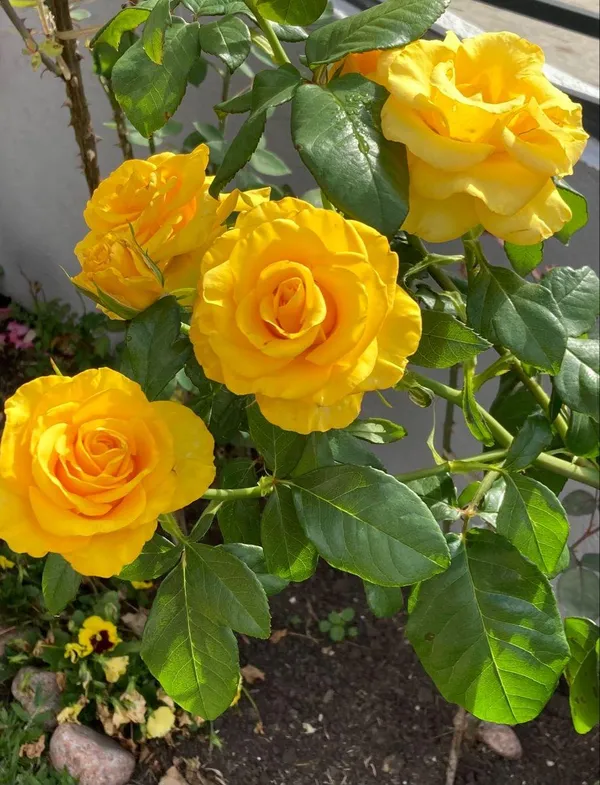 Hybrid_Yellow_Rose_Flower_Plant_(Pack_Of-1)