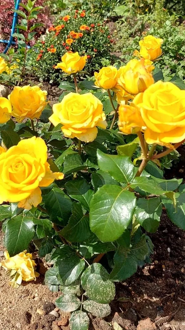 Hybrid_Yellow_Rose_Flower_Plant_(Pack_Of-1)