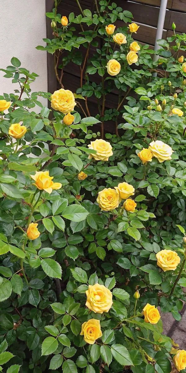 Hybrid_Yellow_Rose_Flower_Plant_(Pack_Of-1)