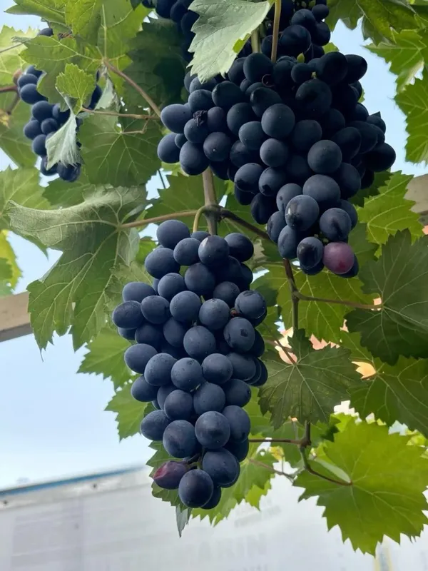 Hybrid_Black_Grapes_Fruit_Plant_(Pack_Of_1)