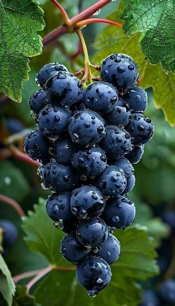 Hybrid_Black_Grapes_Fruit_Plant_(Pack_Of_1)