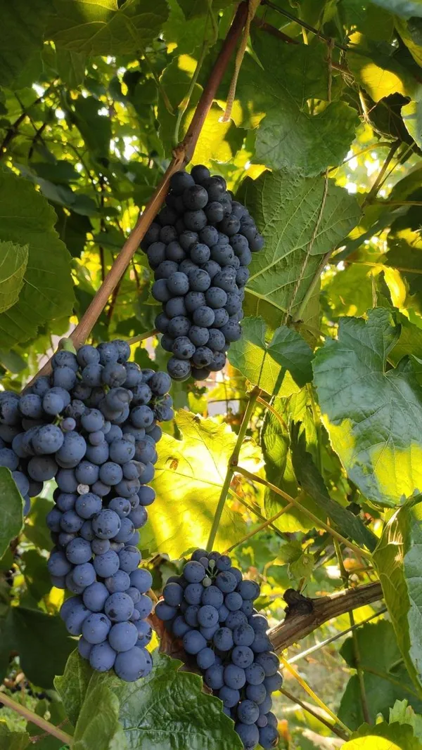 Hybrid_Black_Grapes_Fruit_Plant_(Pack_Of_1)