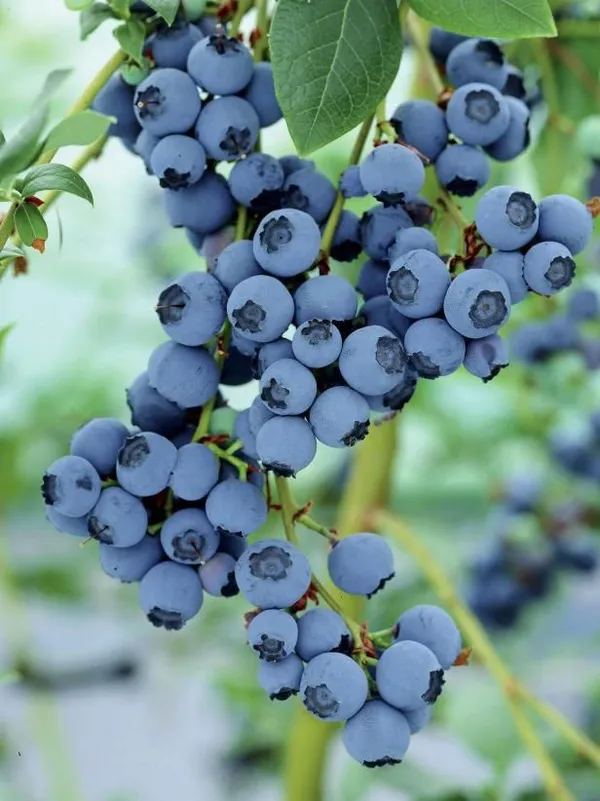 Blueberry_Fruit_Plant_(Pack_Of_1)