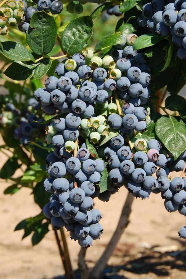 Blueberry_Fruit_Plant_(Pack_Of_1)
