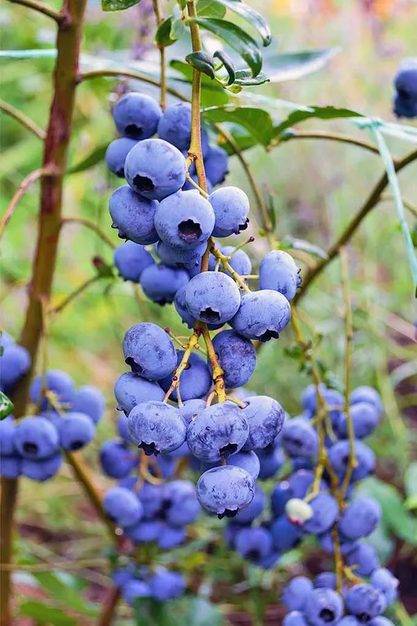 Blueberry_Fruit_Plant_(Pack_Of_1)