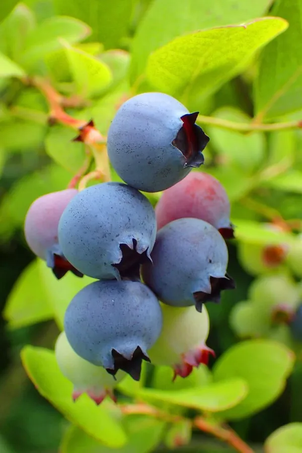 Blueberry_Fruit_Plant_(Pack_Of_1)