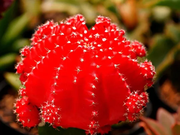 Hybrid_Red_Moon_Cactus_Plant_(Pack_Of-1_)