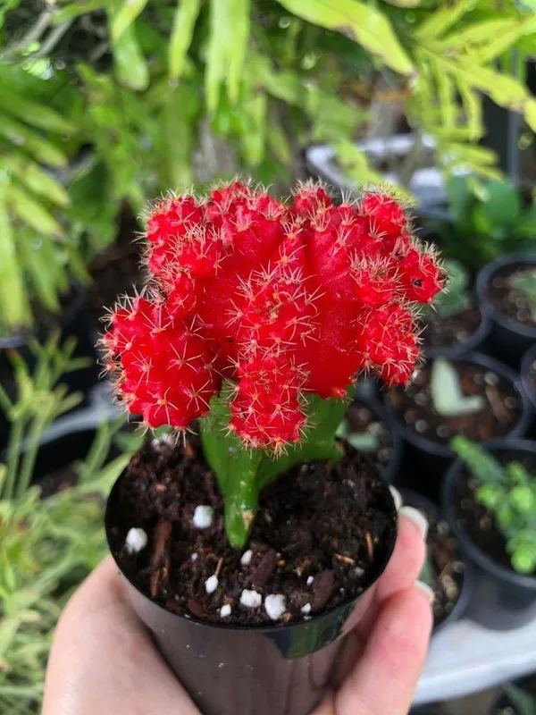 Hybrid_Red_Moon_Cactus_Plant_(Pack_Of-1_)