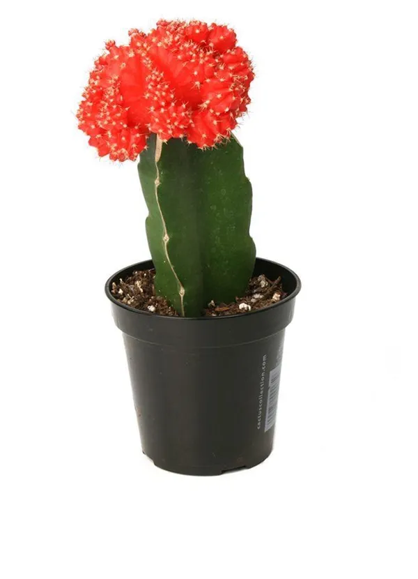 Hybrid_Red_Moon_Cactus_Plant_(Pack_Of-1_)