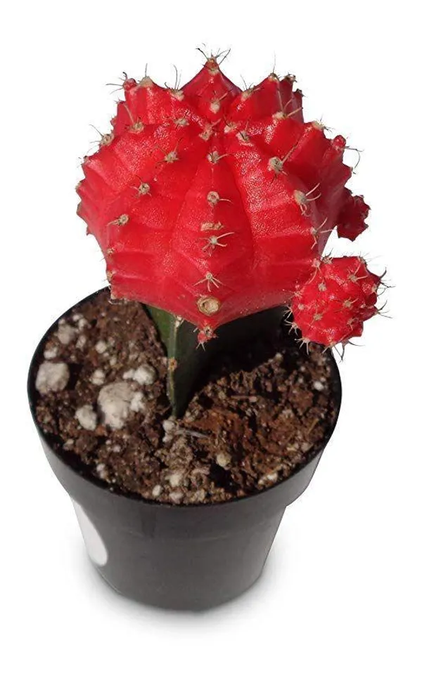 Hybrid_Red_Moon_Cactus_Plant_(Pack_Of-1_)