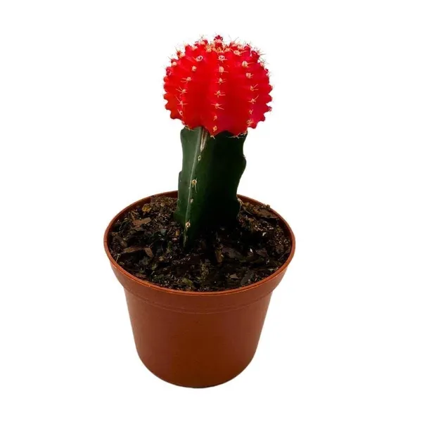 Hybrid_Red_Moon_Cactus_Plant_(Pack_Of-1_)