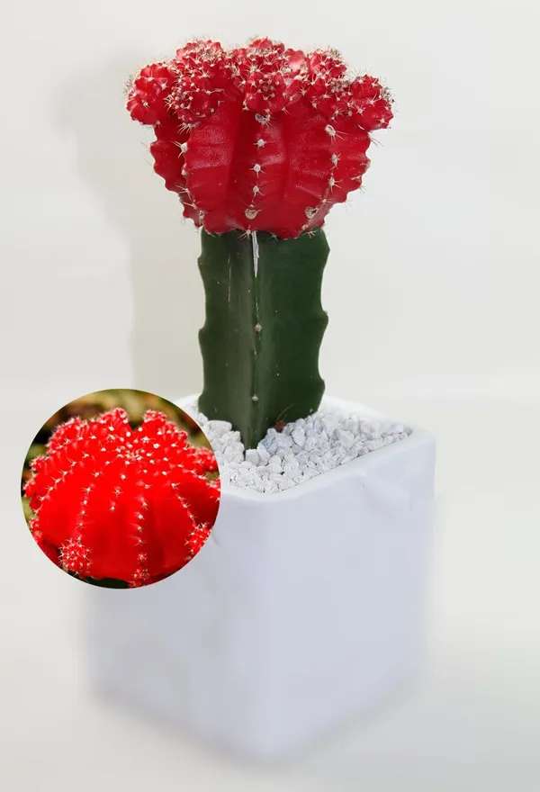 Hybrid_Red_Moon_Cactus_Plant_(Pack_Of-1_)