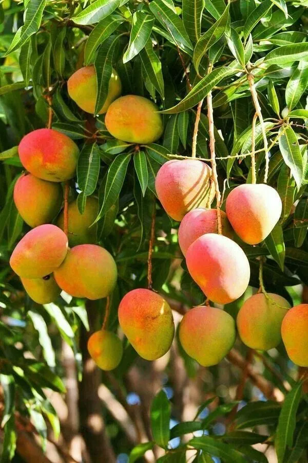Hybrid_Keshari_Mango_🥭🥭🥭_Grafting_Plant_(Pack_Of_1)