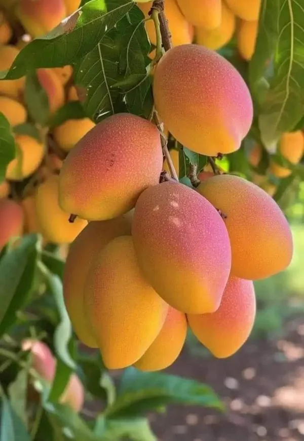 Hybrid_Keshari_Mango_🥭🥭🥭_Grafting_Plant_(Pack_Of_1)