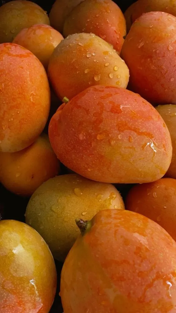 Hybrid_Keshari_Mango_🥭🥭🥭_Grafting_Plant_(Pack_Of_1)
