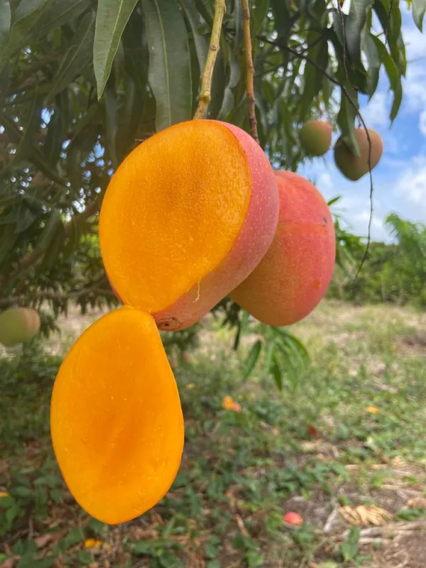 Hybrid_Keshari_Mango_🥭🥭🥭_Grafting_Plant_(Pack_Of_1)