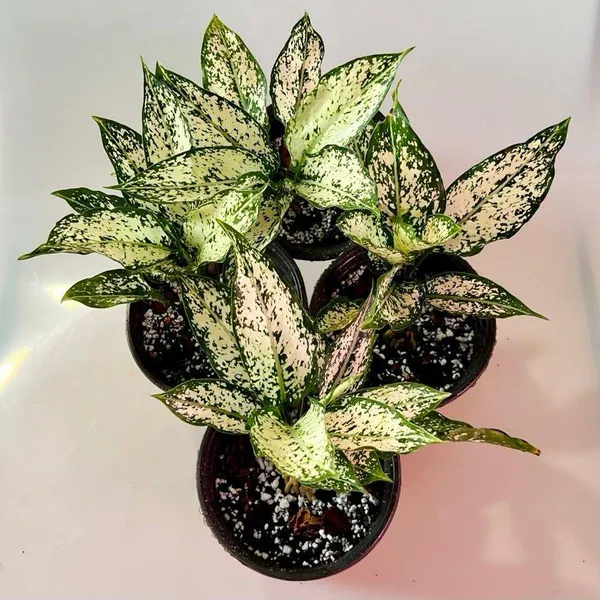 Aglaonema_Snow_White_Plant_(Pack_Of-1_)