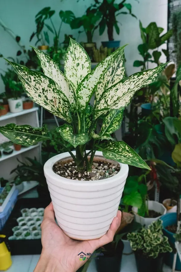 Aglaonema_Snow_White_Plant_(Pack_Of-1_)