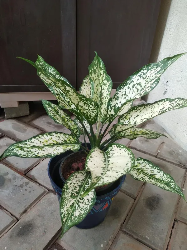 Aglaonema_Snow_White_Plant_(Pack_Of-1_)