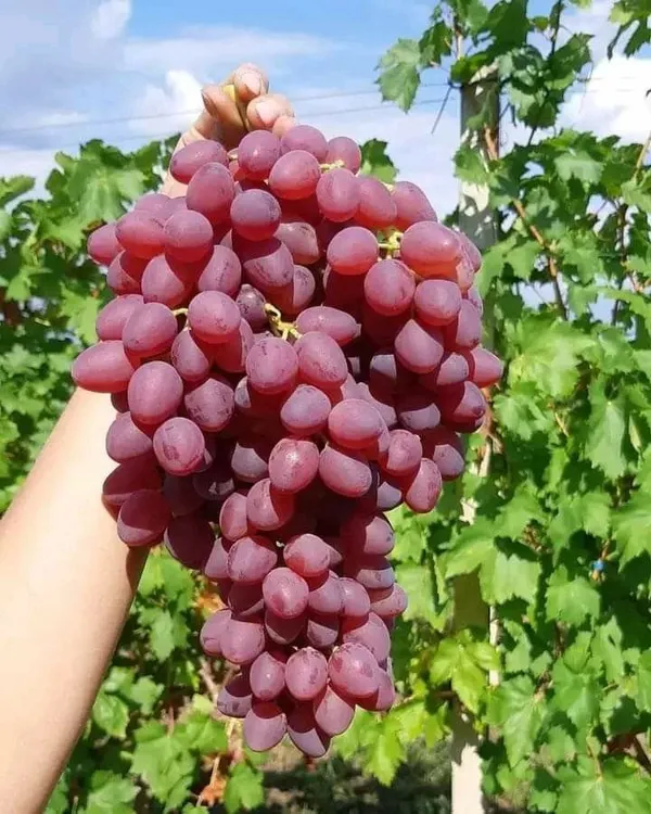 Hybrid_Seedless_Red_Grapes_🍇🍇🍇_Grafting_Plant_(Pack_Of_1)