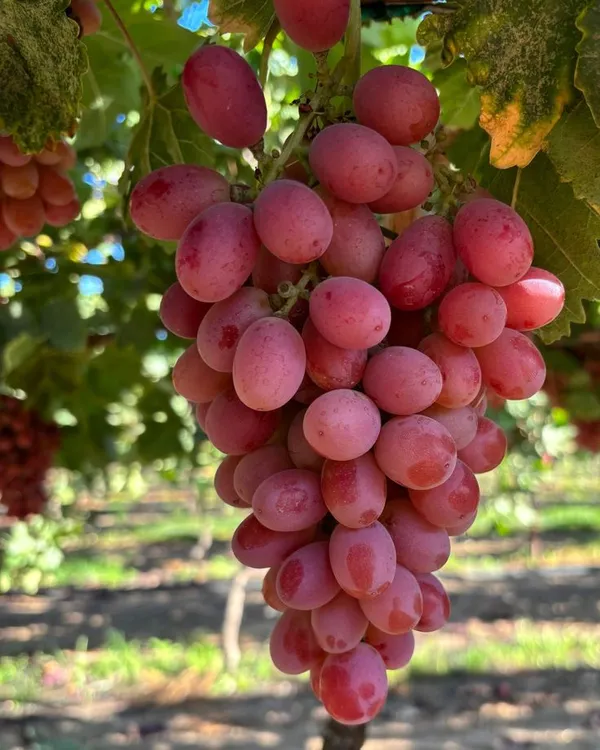 Hybrid_Seedless_Red_Grapes_🍇🍇🍇_Grafting_Plant_(Pack_Of_1)
