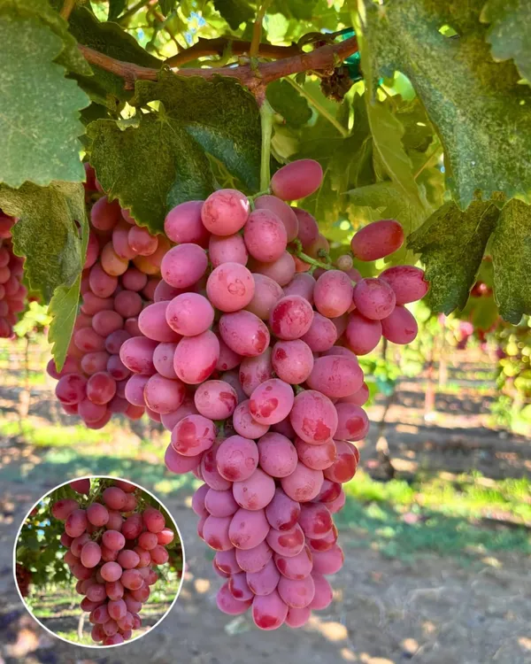 Hybrid_Seedless_Red_Grapes_🍇🍇🍇_Grafting_Plant_(Pack_Of_1)
