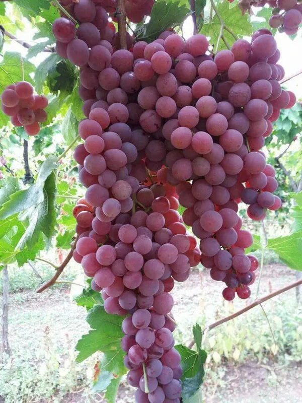 Hybrid_Seedless_Red_Grapes_🍇🍇🍇_Grafting_Plant_(Pack_Of_1)