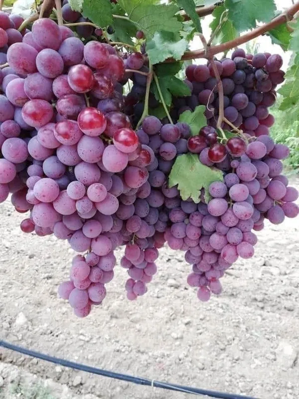 Hybrid_Seedless_Red_Grapes_🍇🍇🍇_Grafting_Plant_(Pack_Of_1)