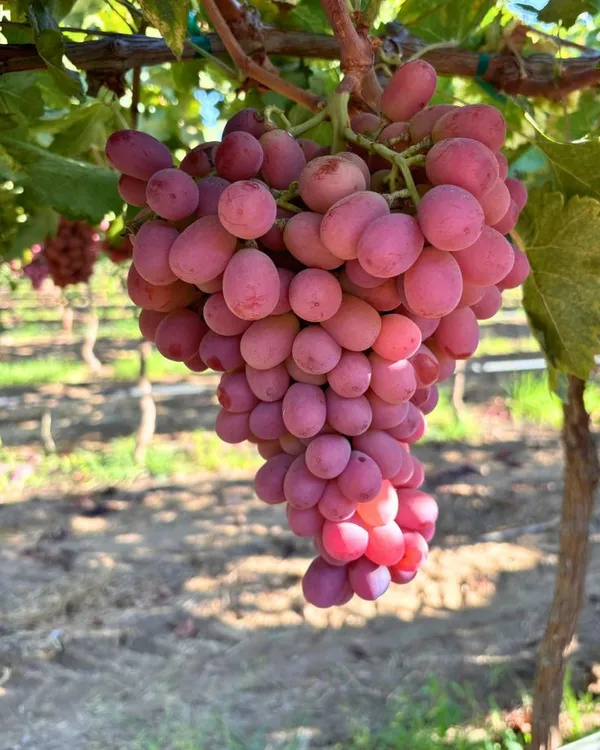 Hybrid_Seedless_Red_Grapes_🍇🍇🍇_Grafting_Plant_(Pack_Of_1)