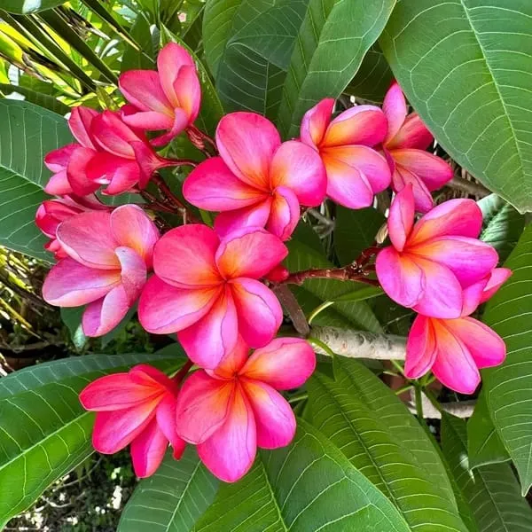 Hybrid_Plumeria_Pink_Flower_Plant_(Pack_Of-1)