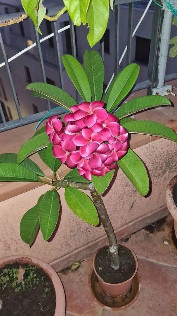 Hybrid_Plumeria_Pink_Flower_Plant_(Pack_Of-1)