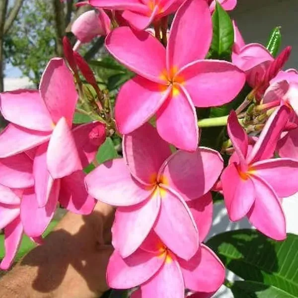 Hybrid_Plumeria_Pink_Flower_Plant_(Pack_Of-1)