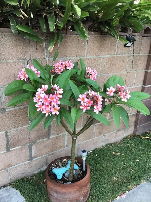 Hybrid_Plumeria_Pink_Flower_Plant_(Pack_Of-1)