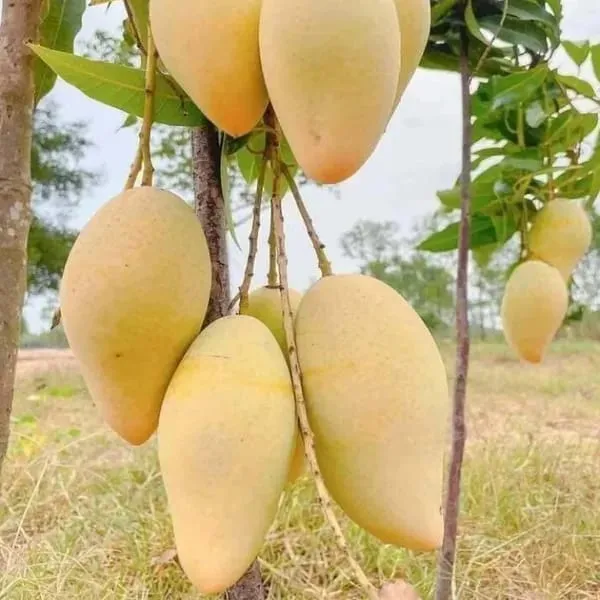 Nam_Doc_Mai_Golden_Mango_🥭🥭🥭_Fruit_Plant_(Hybrid_&_Grafting_)_Pack_Of-1